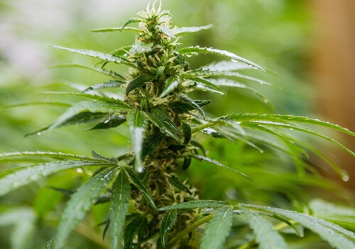 Premium cannabis flower growing under controlled cultivation at The Dispensary of NJ